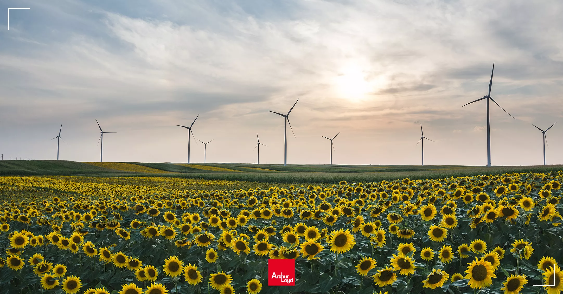 Champs de tournesol